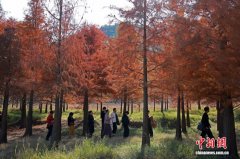 浙江黄岩：红杉林层林尽染美如画